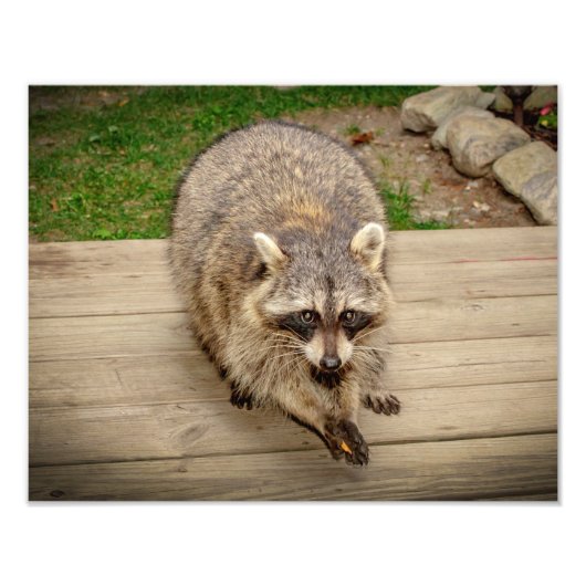 Raccoon met chip foto afdruk (Voorkant)