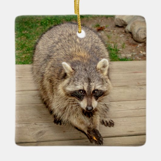 Raccoon met chip keramisch ornament (Voorkant)