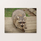 Raccoon met chip legpuzzel (Horizontaal)