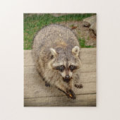 Raccoon met chip legpuzzel (Verticaal)