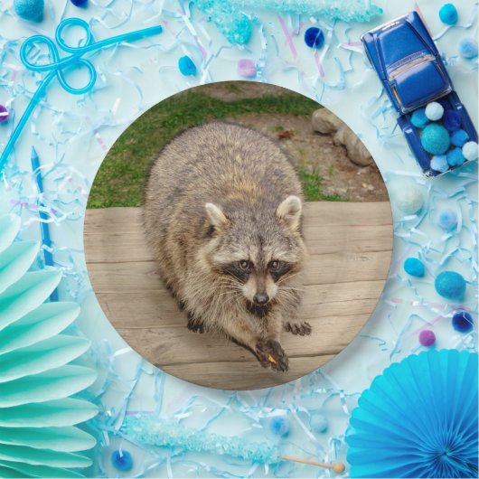Raccoon met chip papieren bordje (Feest)