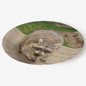 Raccoon met chip papieren bordje (Gekanteld)