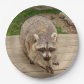 Raccoon met chip papieren bordje (Voorkant)