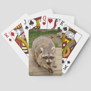 Raccoon met chip pokerkaarten