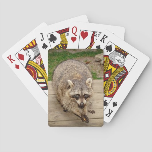 Raccoon met chip pokerkaarten (Achterkant)