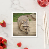 Raccoon met chip servetten (Insitu)