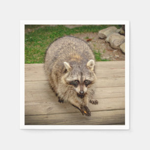 Raccoon met chip servetten