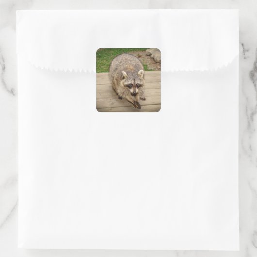 Raccoon met chip vierkante sticker (Tas)