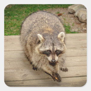 Raccoon met chip vierkante sticker