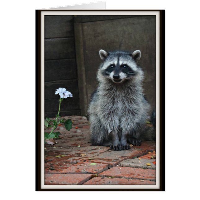 Raccoon met witte ventilator (Voorkant)