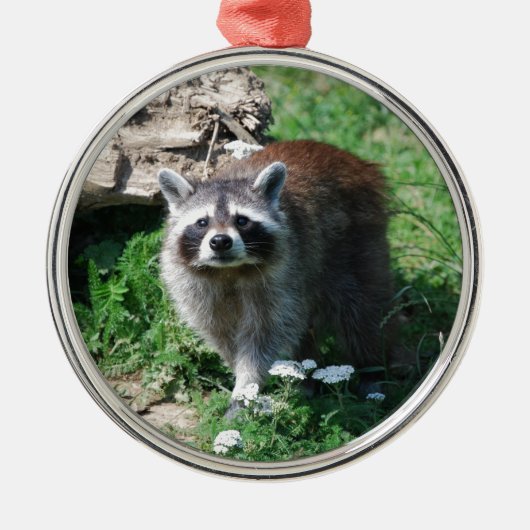 Raccoon Metalen Ornament (Voorkant)