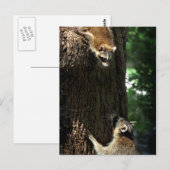 Raccoon Moeder en Kit 2 Briefkaart (Voorkant / Achterkant)