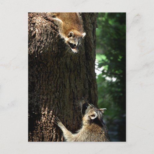 Raccoon Moeder en Kit 2 Briefkaart (Voorkant)