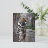 Raccoon Moeder en Kit 3 Briefkaart (Staand voorkant)