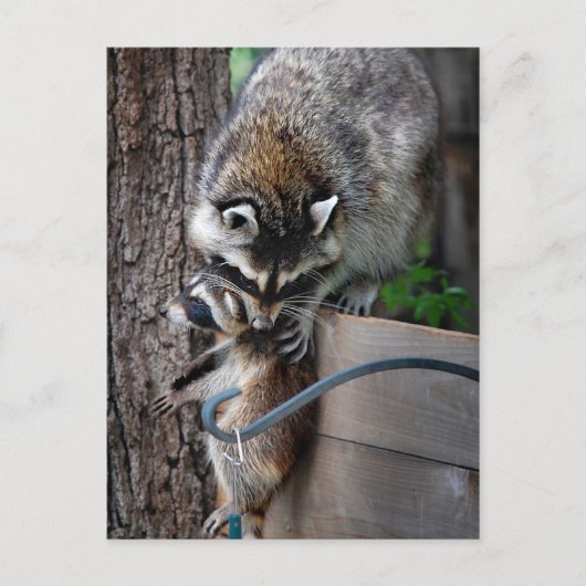 Raccoon Moeder en Kit 3 Briefkaart (Voorkant)