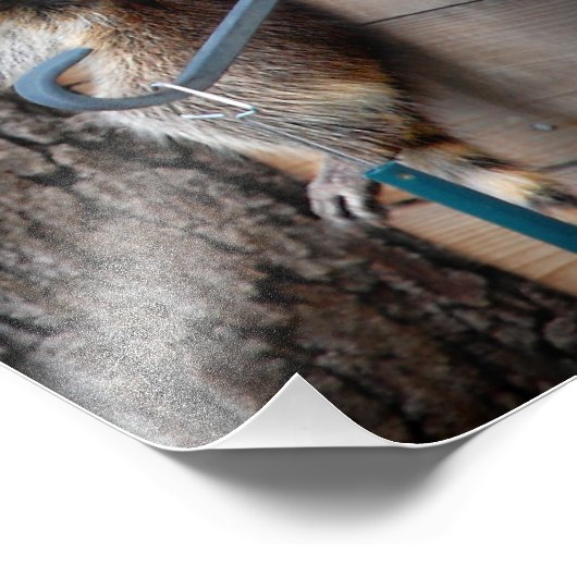 Raccoon Moeder en Kit 3 Foto Afdruk (Hoek)