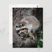 Raccoon Moeder en Kit Briefkaart (Voorkant / Achterkant)