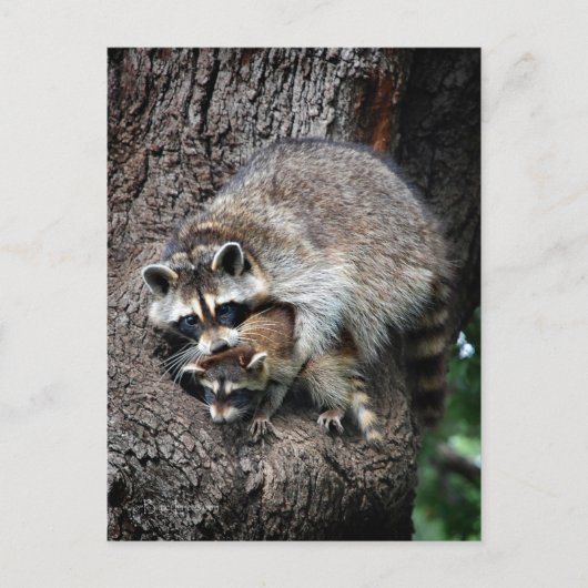 Raccoon Moeder en Kit Briefkaart (Voorkant)