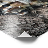 Raccoon Moeder en Kit Foto Afdruk (Hoek)