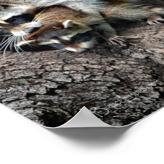 Raccoon Moeder en Kit Poster (Hoek)