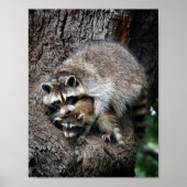 Raccoon Moeder en Kit Poster (Voorkant)