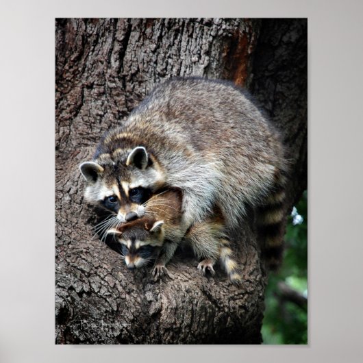 Raccoon Moeder en Kit Poster (Voorkant)