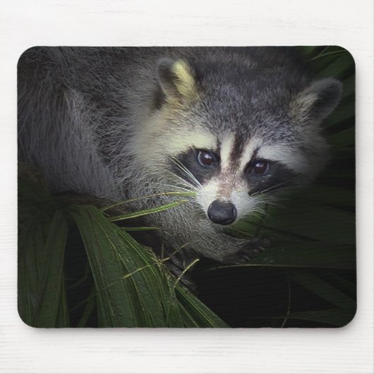 Raccoon Mousepad Muismat (Voorkant)