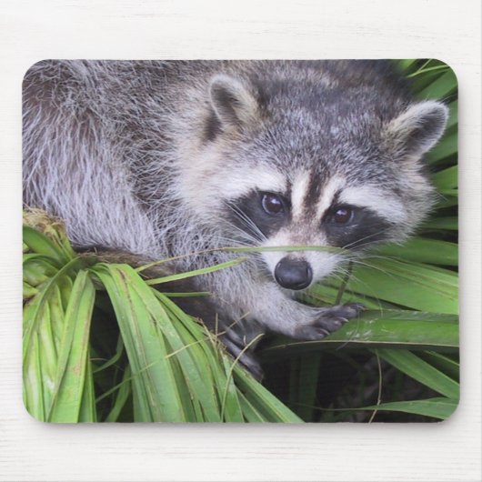 Raccoon Muismat (Voorkant)