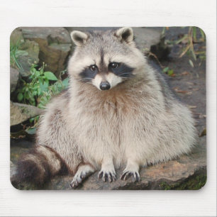 Raccoon Muismat