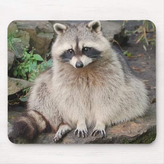 Raccoon Muismat (Voorkant)