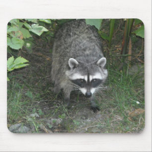 Raccoon Muismat
