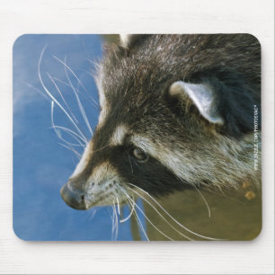 Raccoon Muismat