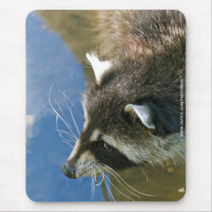 Raccoon Muismat