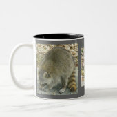 Raccoon on Rock Mok (Links)