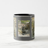 Raccoon on Rock Mok (Center)