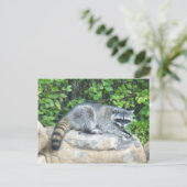 Raccoon op Briefkaart (Staand voorkant)