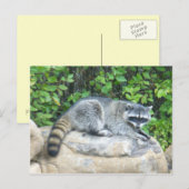 Raccoon op Briefkaart (Voorkant / Achterkant)