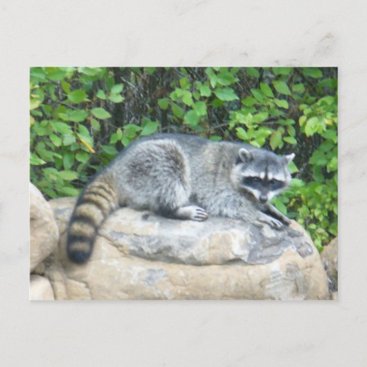 Raccoon op Briefkaart (Voorkant)