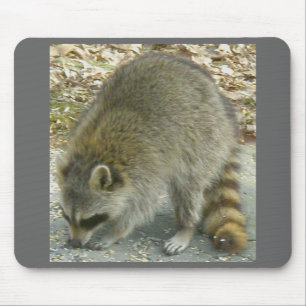 Raccoon op Rock Mousepad Muismat