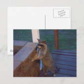 Raccoon op rugzak briefkaart (Voorkant / Achterkant)