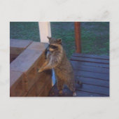 Raccoon op rugzak briefkaart (Voorkant)