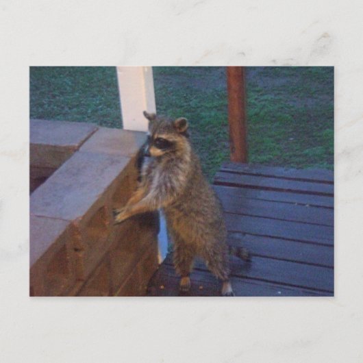 Raccoon op rugzak briefkaart (Voorkant)