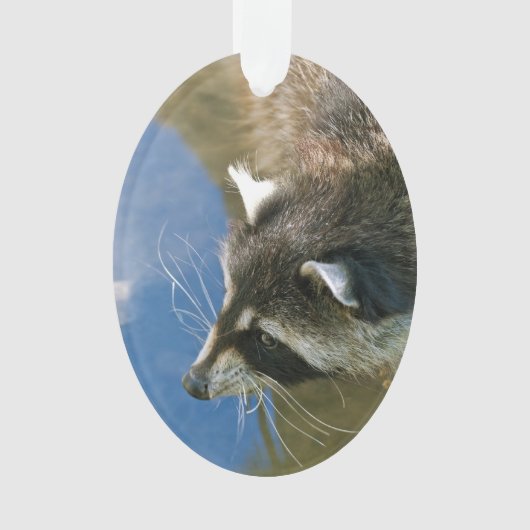 Raccoon Ornament (voorkant)