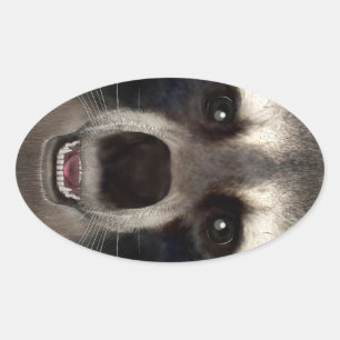 Raccoon Ovale Sticker