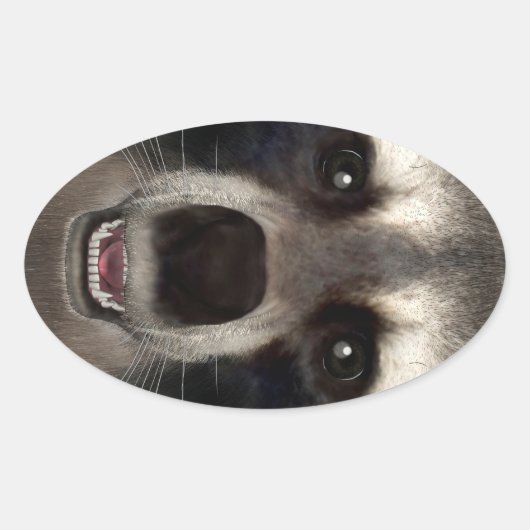 Raccoon Ovale Sticker (Voorkant)