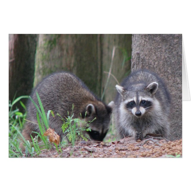 Raccoon Pair (Voorkant Horizontaal)