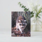 Raccoon Photo Briefkaart (Staand voorkant)