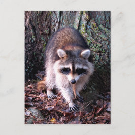 Raccoon Photo Briefkaart