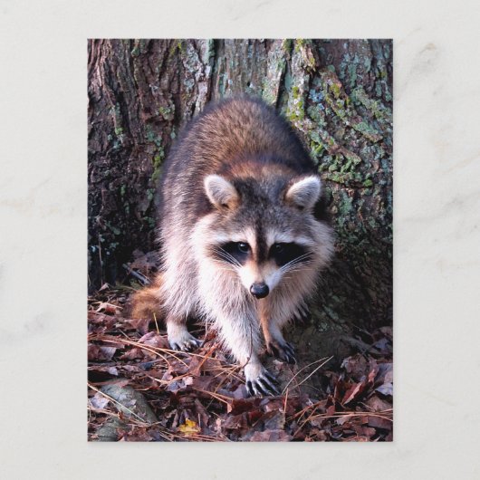 Raccoon Photo Briefkaart (Voorkant)