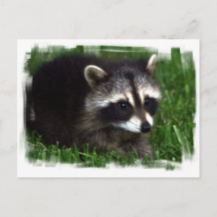 Raccoon Photo Briefkaart